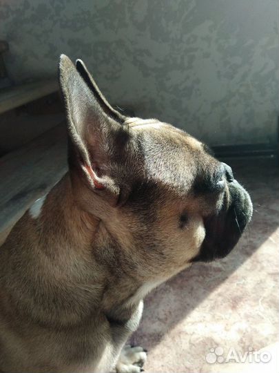 Вязка француза