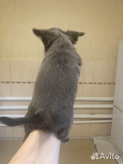 Чихуахуа мальчик