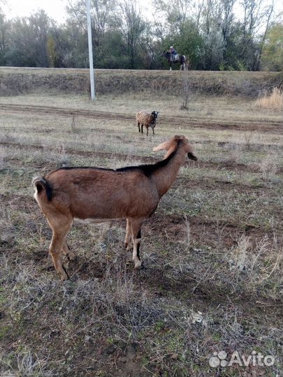 Нубийские козы