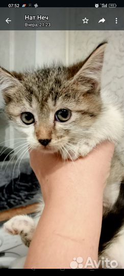 Котята мальчики