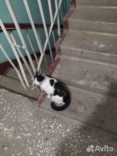 Котик-ласкуша в добрые руки