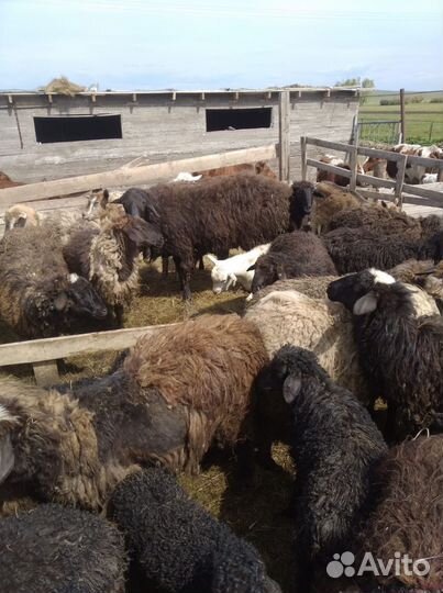 Овцы бараны ягнята