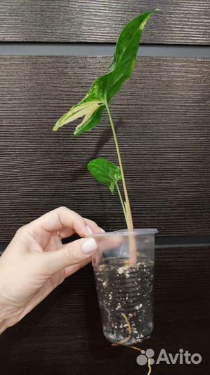 Сингониум Империал Вайт