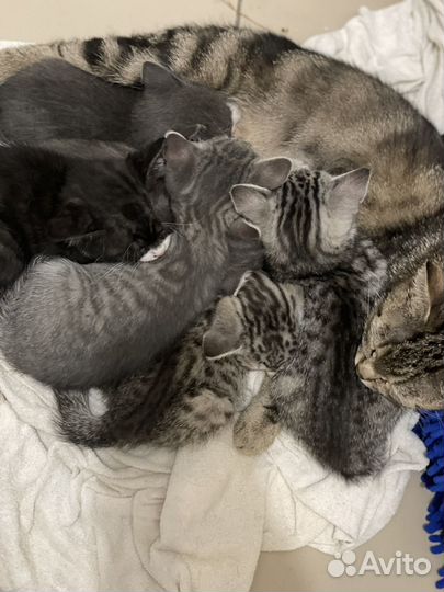 Котята в добрые руки даром