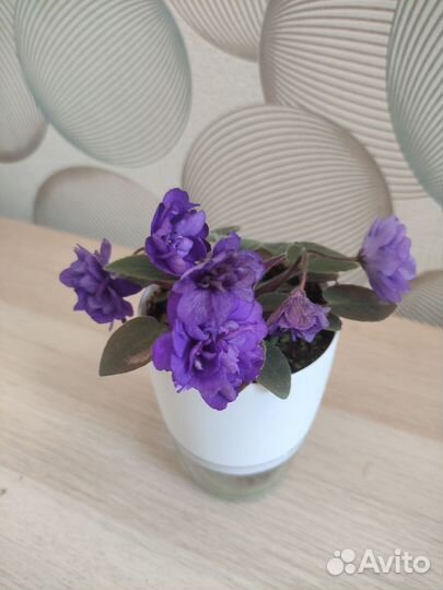 Фиалки листья черенки