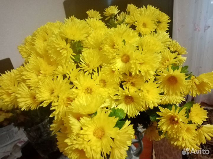 Хризантемы разных цветов