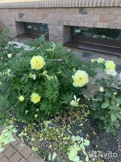 Пионы саженцы бартзелла