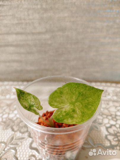 Алоказия вариегатная одора батик