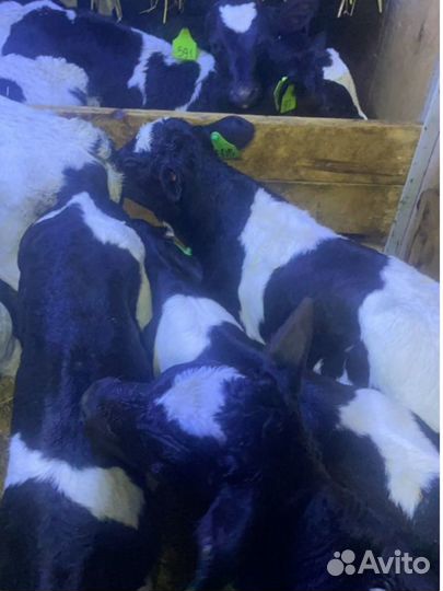 Телята мясной породы бычки