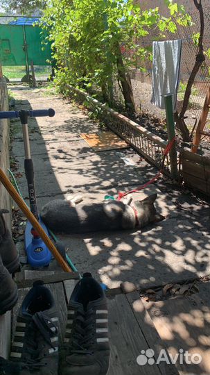 Сибирский хаски