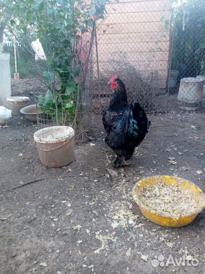 Петушки молодые