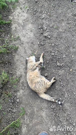 Отдам кошку в добрые руки