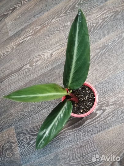 Комнатные цветы