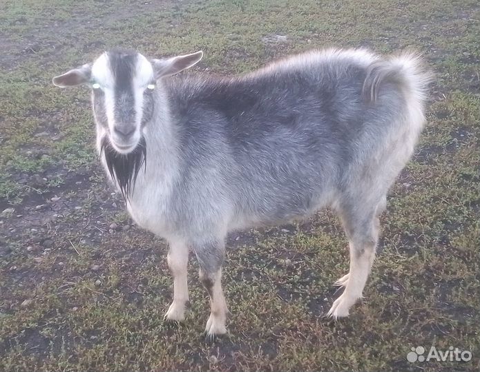 Козел на племя