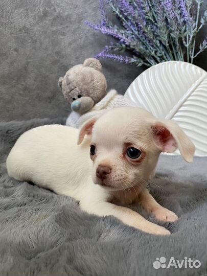 Кремовый малыш