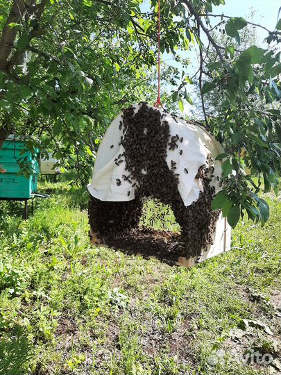 Татарский мёд
