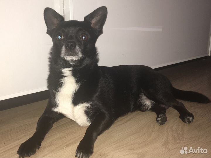 Кобель Вязка Чихуахуа. Кобель опытный