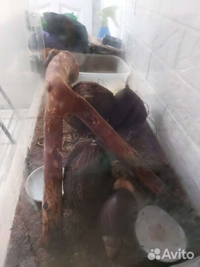 Улитки ахатины