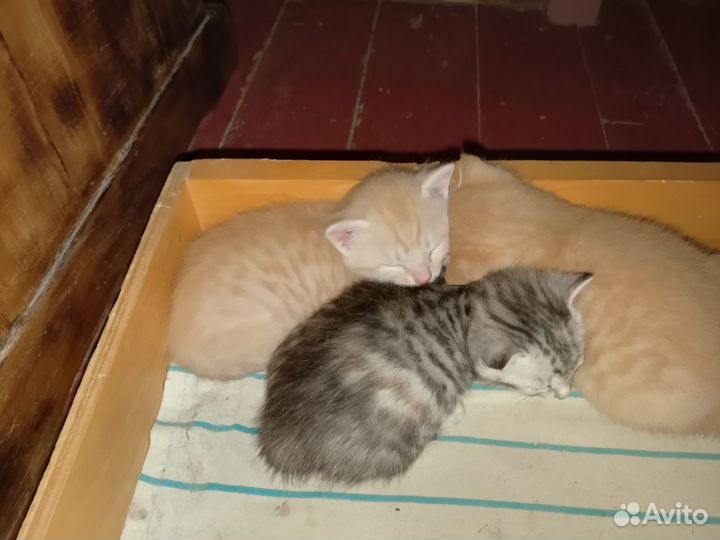 Кошка в дар