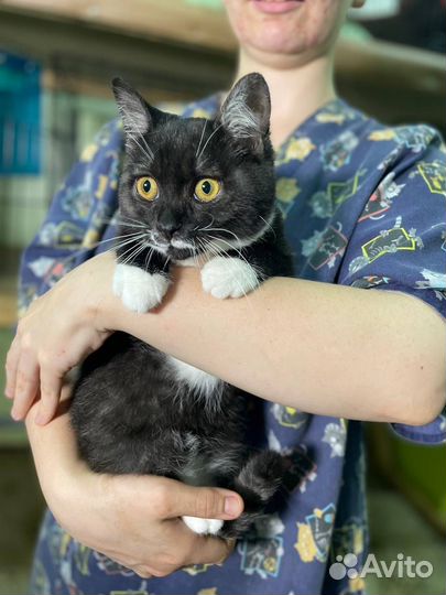 Кошка в дар