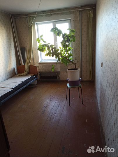 Куст лимона