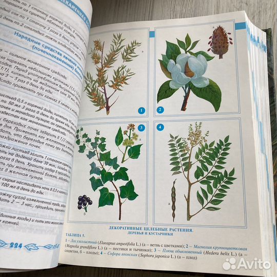 Большая энциклопедия народной медицины