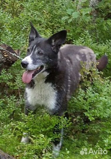 Собака друг в добрые руки