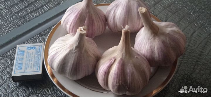 Озимый чеснок