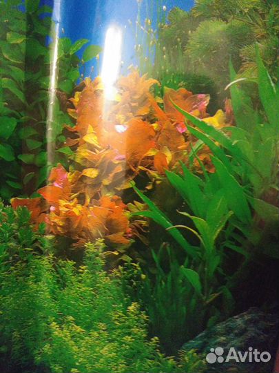 Яркий экран для аквариума