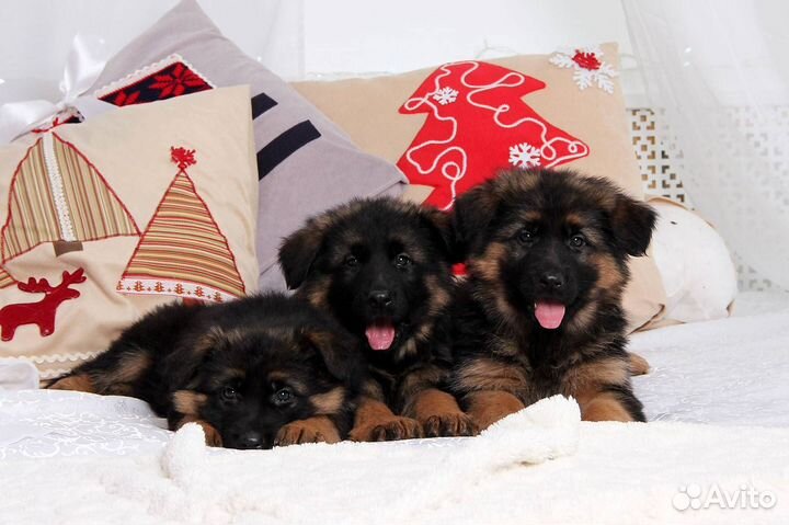 Немецкие овчарки -на охрану-хорошие щенки