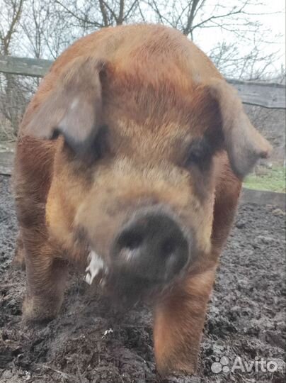 Хряк Датский Дюрок