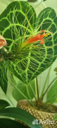 Тилландсия