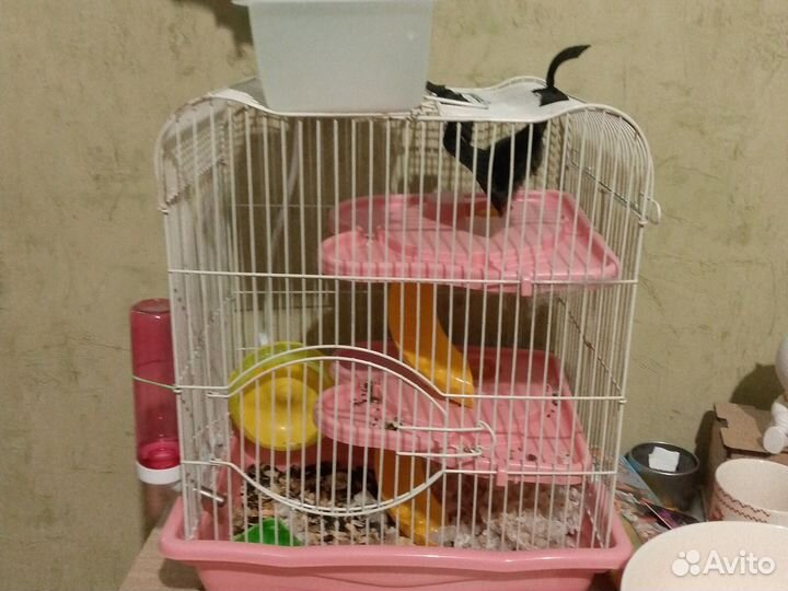 Джунгарский хомяк