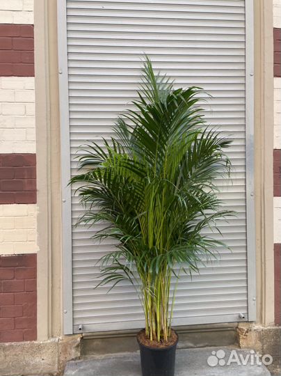 Пальма Арека