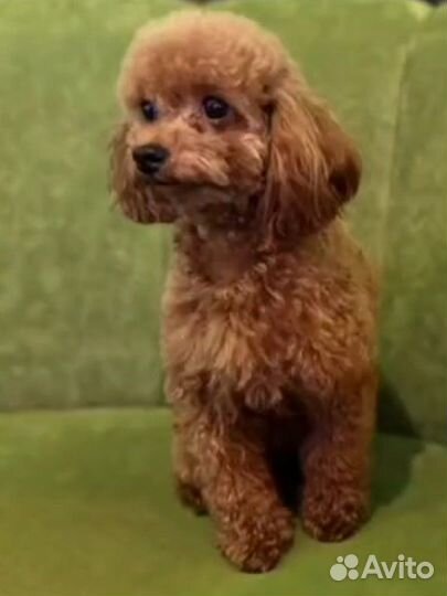 Щенки мальтипу f1