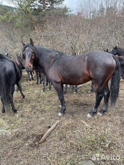 Жеребец карачаевской породы