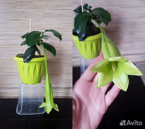 Кубанола, Гардении, Хойи