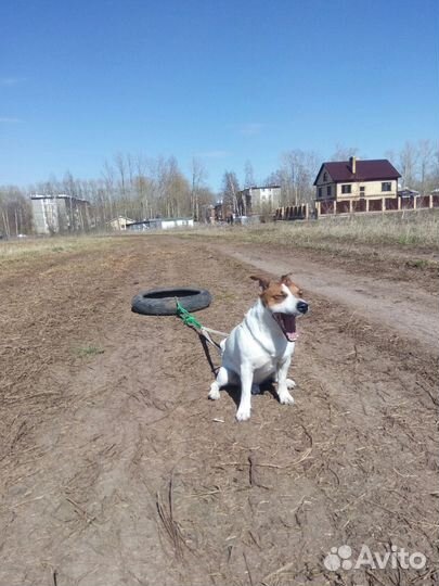 Шлейка для вейтпуллинга