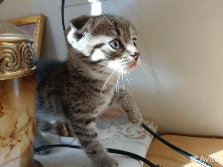 Очаровательнейшие котята ищут дом