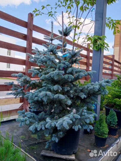 Хвойные растения