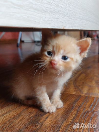 3 рыжих котенка