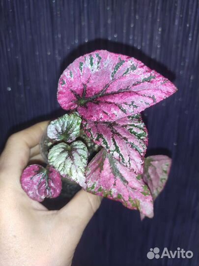 Бегонии набор 4