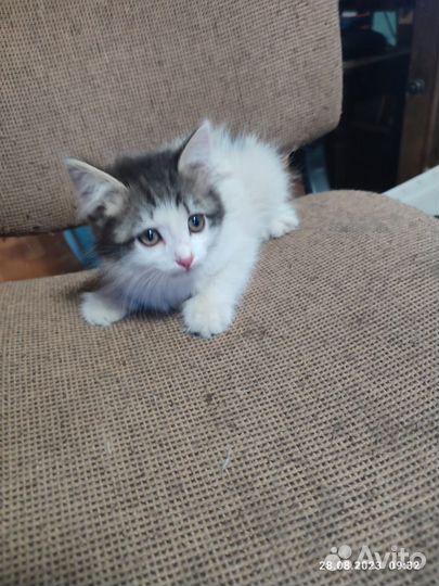 Котята отдам в добрые руки бесплатно