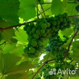 Виноград - купить в Саратовской области