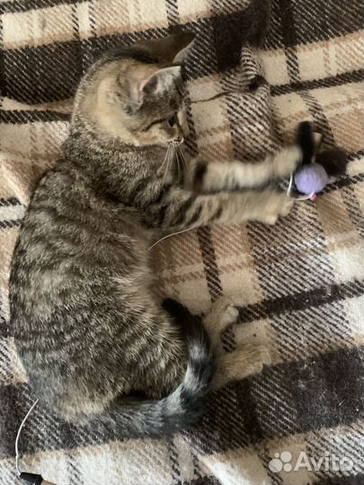 Котенок в добрые руки