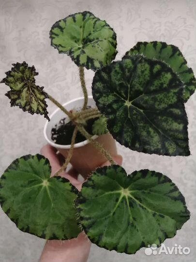 Бегония Тигровая