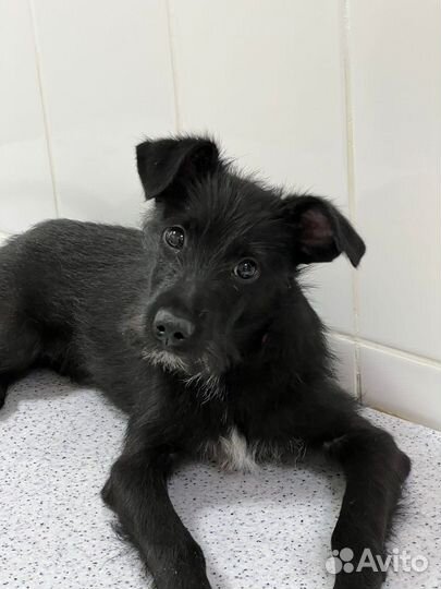 Щенок в добрые руки