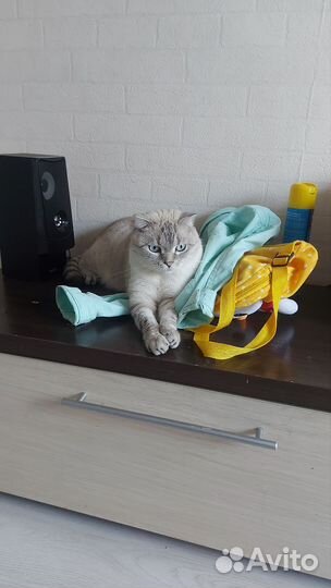 Кот в дар
