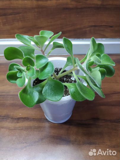 Аихризон дерево любви