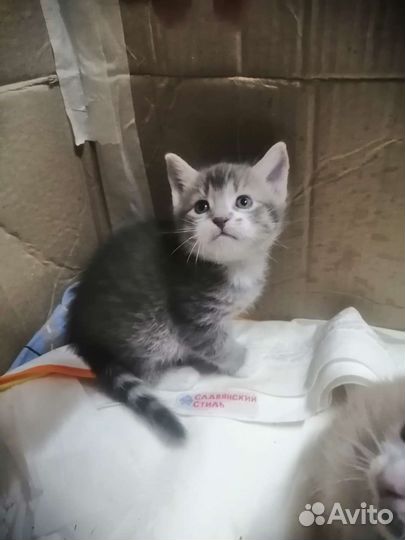 Кошка